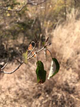 Image de Croton gratissimus var. gratissimus