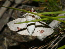 Image of Oenochroma subustaria Walker 1860