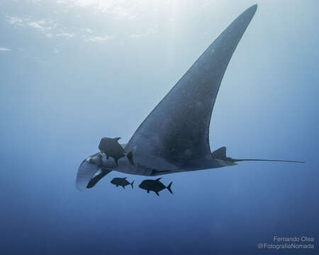 Image of Chevron Manta Ray