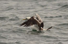 Image of Masked Booby