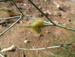 Image of Desert Broom