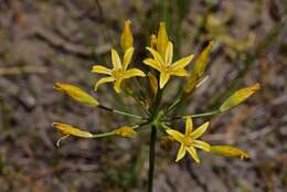 Image of Dudley's triteleia