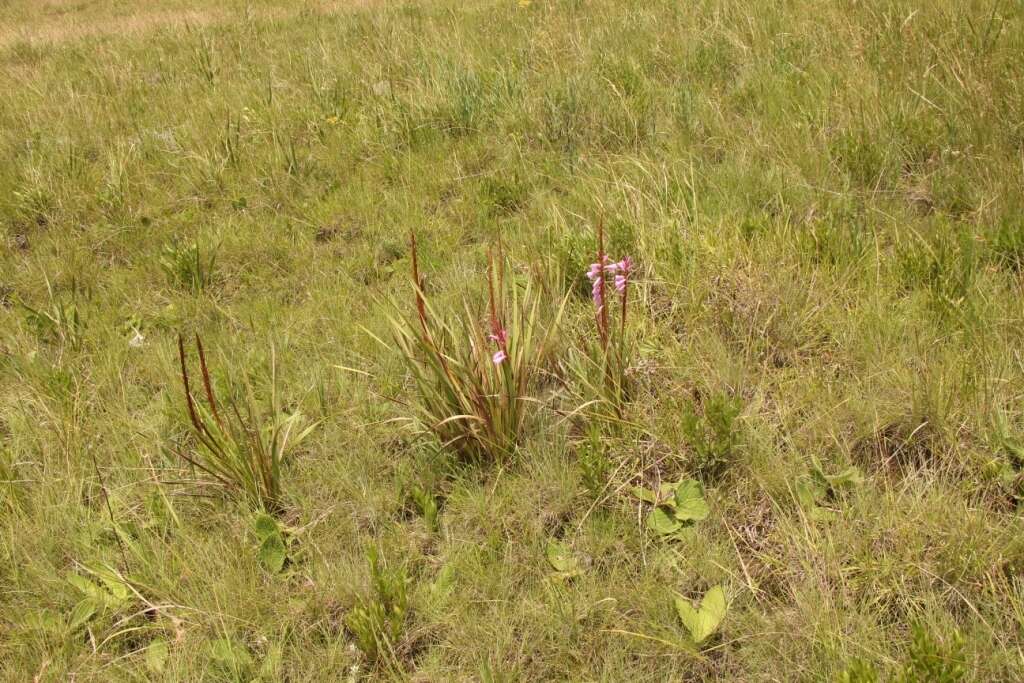 Image of Watsonia lepida N. E. Br.