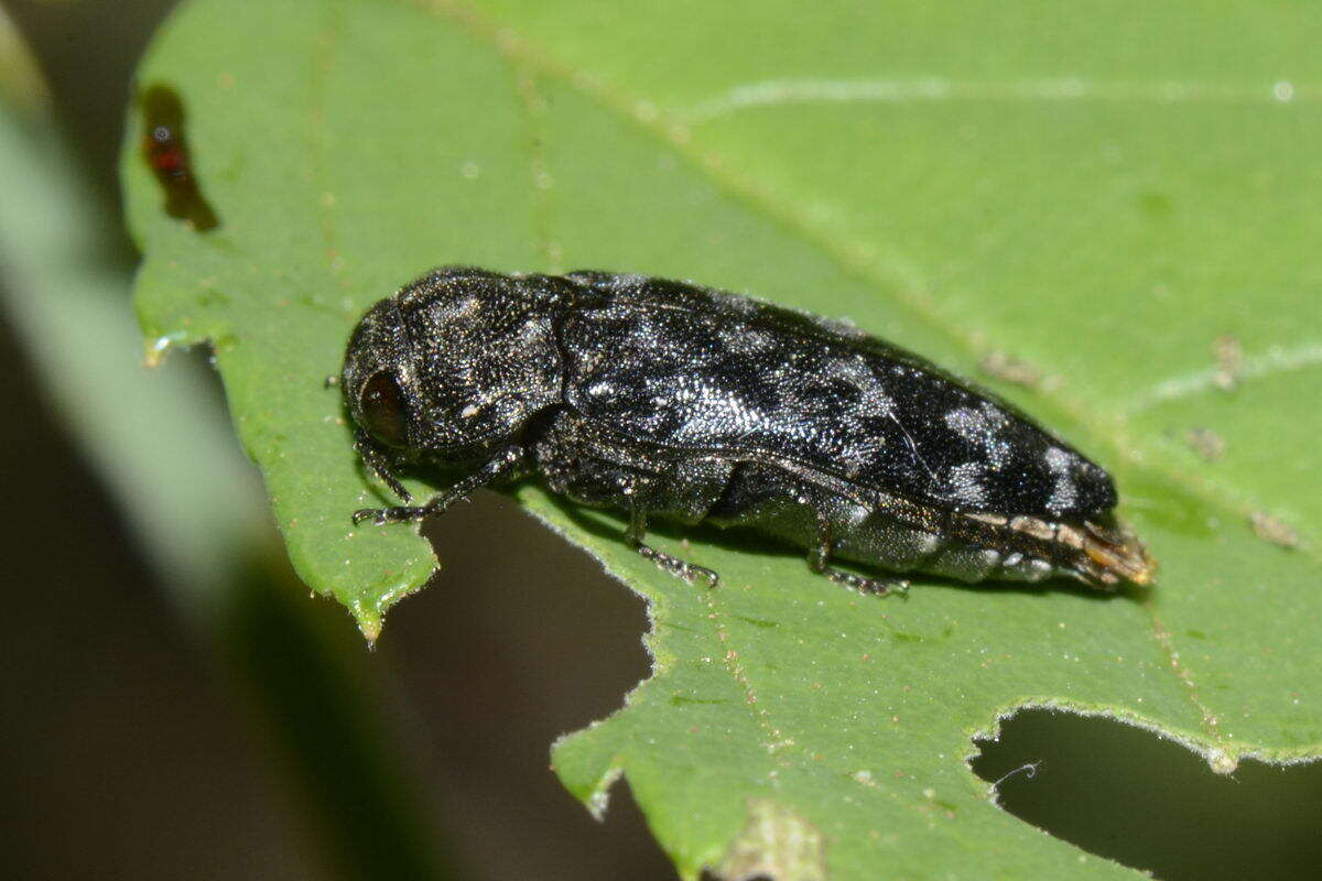 Image of Coraebus rubi (Linnaeus 1767)