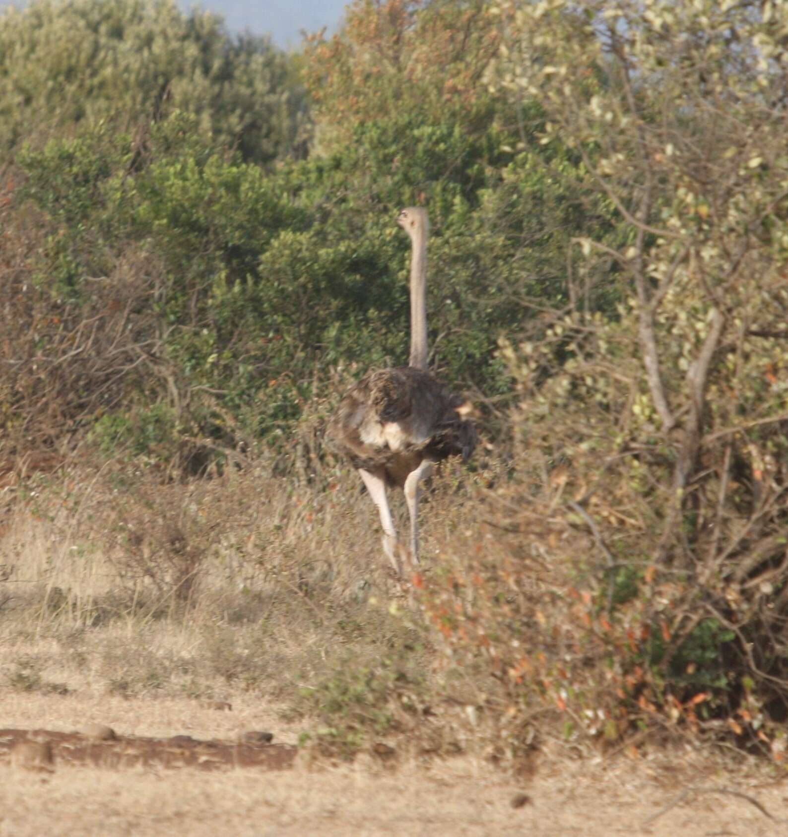 Image of ostriches