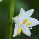 Image of Anthericum baeticum (Boiss.) Boiss.