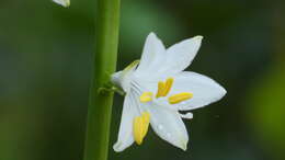 Image of Anthericum baeticum (Boiss.) Boiss.