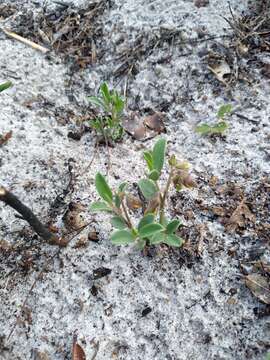 Слика од Crotalaria avonensis Delaney & Wunderlin