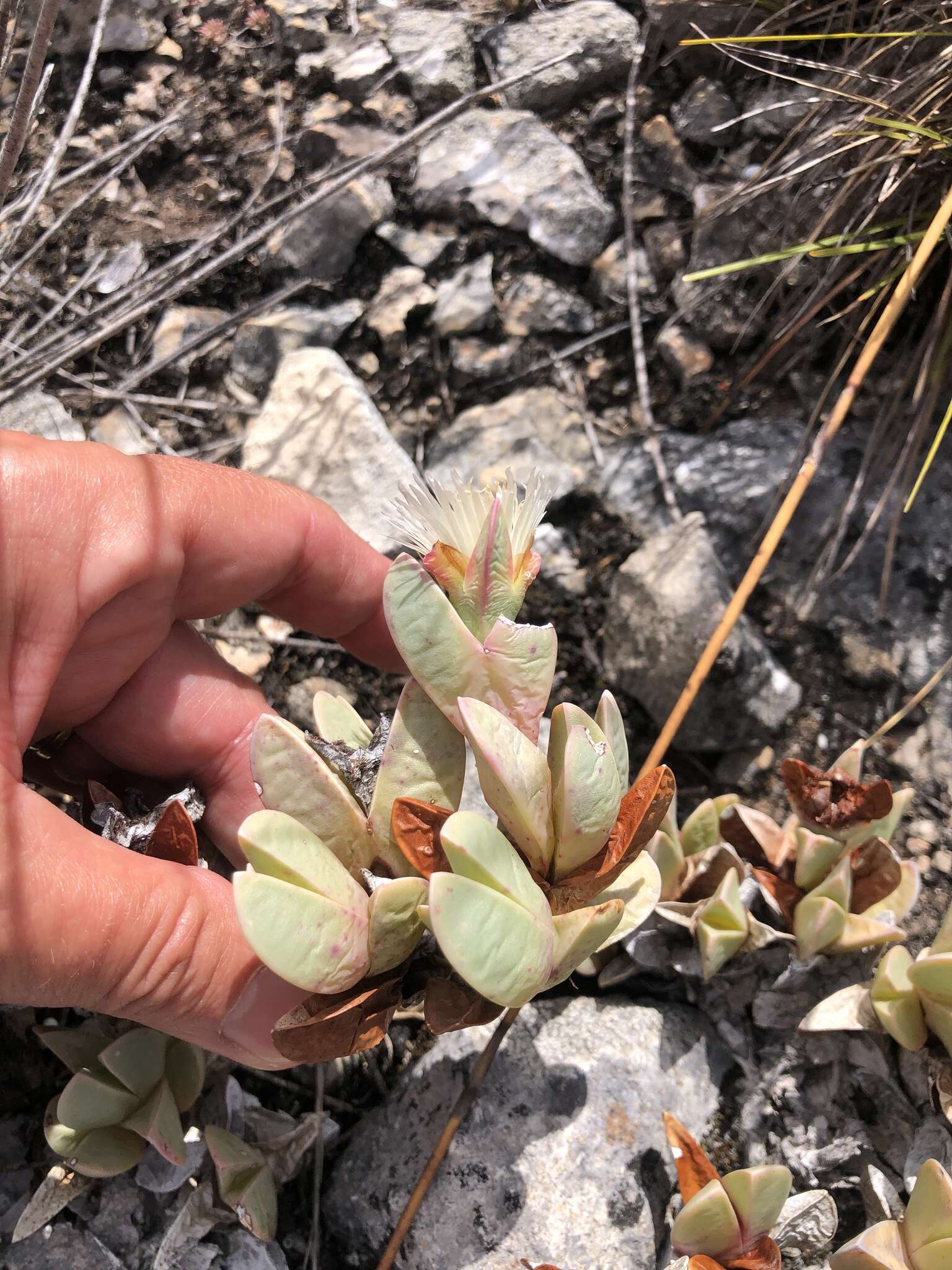 Image of Braunsia vanrensburgii (L. Bol.) L. Bol.