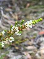 Image of Baeckea diosmifolia Rudge