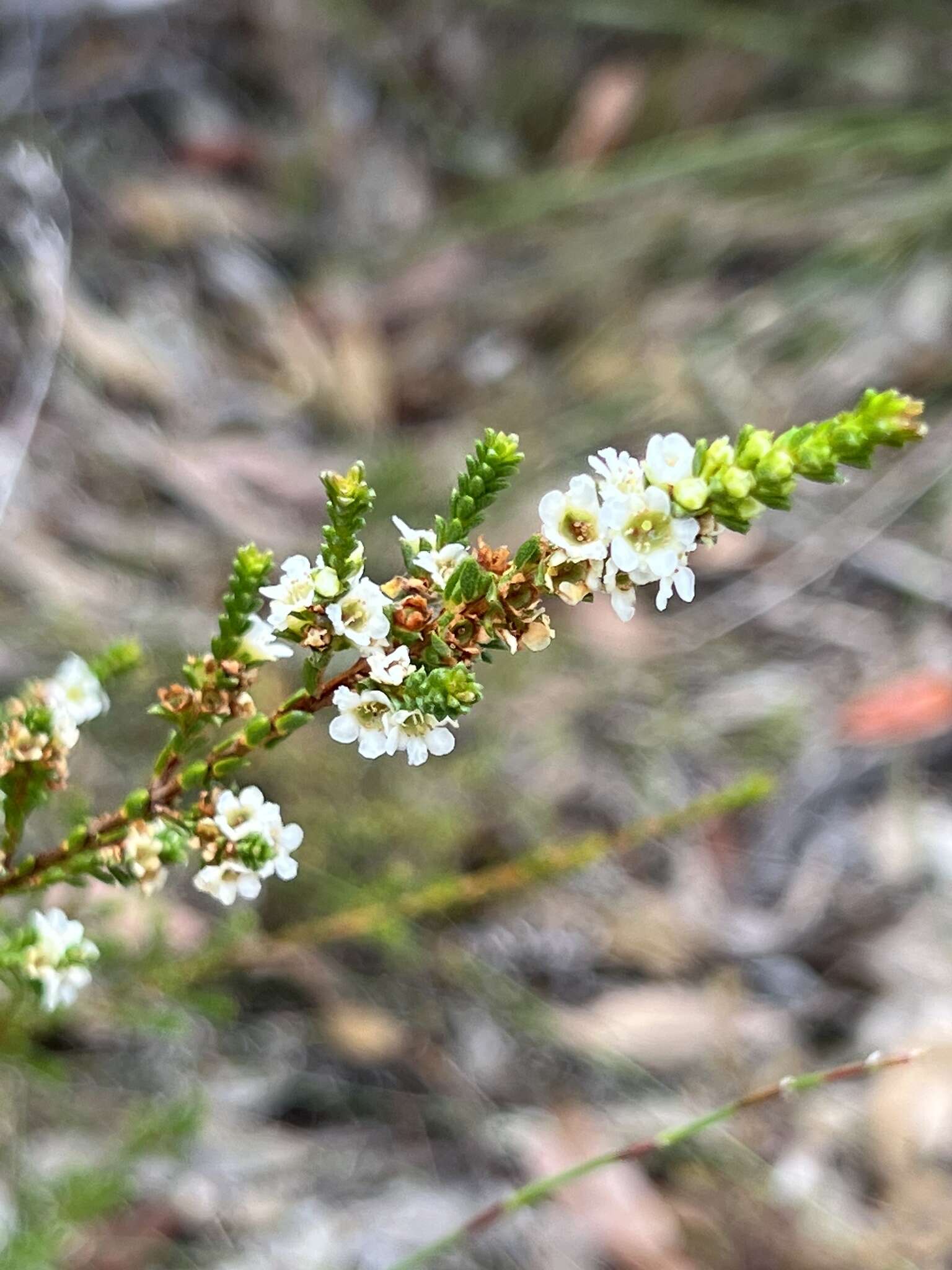 Image of Baeckea diosmifolia Rudge