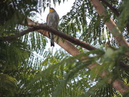 Image of Myrtle Warbler