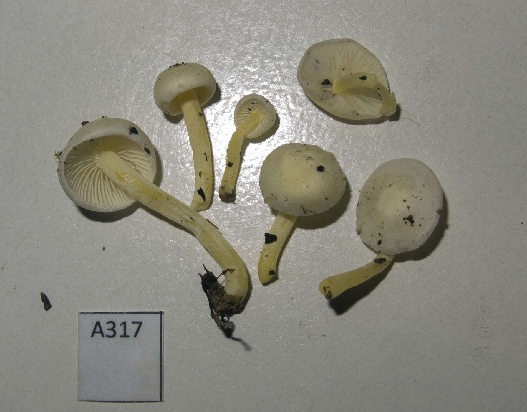 Image of Hygrophorus involutus G. Stev. 1963