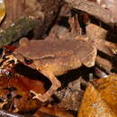 Image of Kotagama's Dwarf Toad