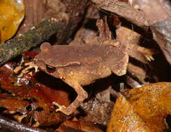 Image of Duttaphrynus kotagamai (Fernando & Dayawansa ex Fernando, Dayawansa & Siriwardhane 1994)