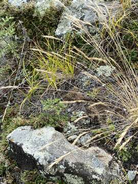 Слика од Festuca lenensis Drobow