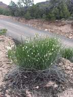 Image of San Rafael milkvetch