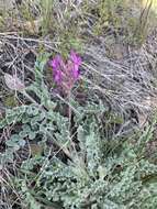 Imagem de Astragalus inflexus Douglas