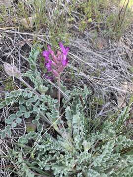 Image of bent milkvetch