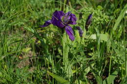 Image of Iris furcata M. Bieb.