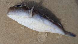 Image of Highfin toadfish