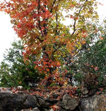 Image of canyon maple