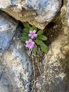 Plancia ëd Primula cusickiana var. maguirei (L. O. Williams) N. H. Holmgren & S. Kelso