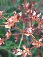 Juncus prismatocarpus R. Br. resmi