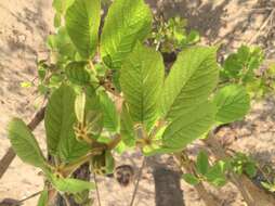 Image of Yellow trumpet tree