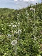 Image of Echinops grijsii Hance