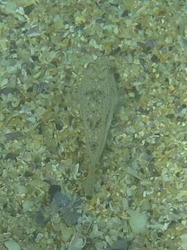 Image of Brush-tail toadfish