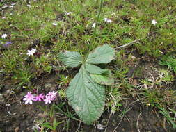 Image de Salvia nana Kunth