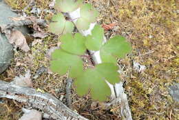 Image of smallflower columbine