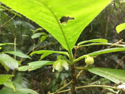 Image of Saurauia andreana F. M. Bailey