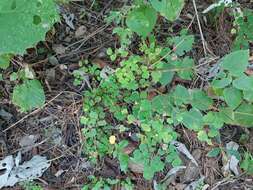 Слика од Thalictrum strigillosum Hemsl.