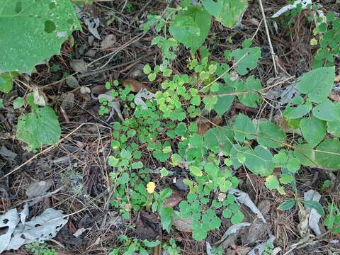 Thalictrum strigillosum Hemsl. resmi