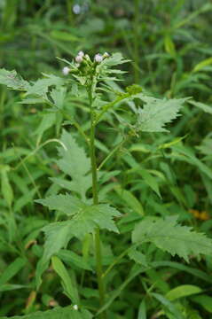 Image of tropical burnweed