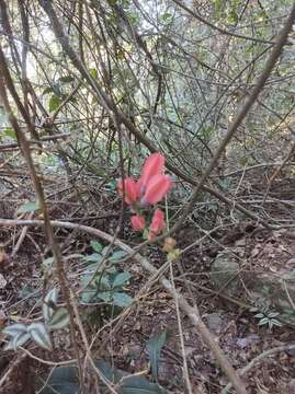 Image of passionflower