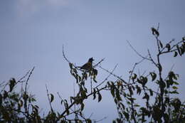 Image of Sri Lankan Red-vented Bulbul