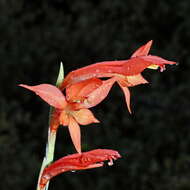 Imagem de Gladiolus quadrangularis (Burm. fil.) Aiton