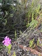 Image of Ixia stricta (Eckl. ex Klatt) G. J. Lewis