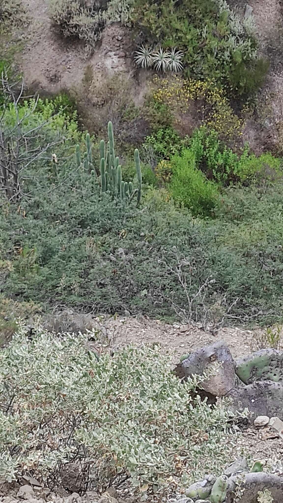 Image of Bolivian Torch Cactus