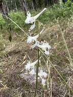 Delphinium carolinianum subsp. calciphilum M. J. Warnock的圖片