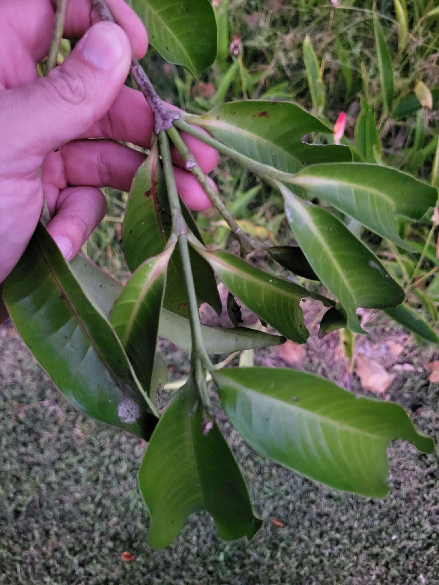 Image of Kopsia arborea Bl.