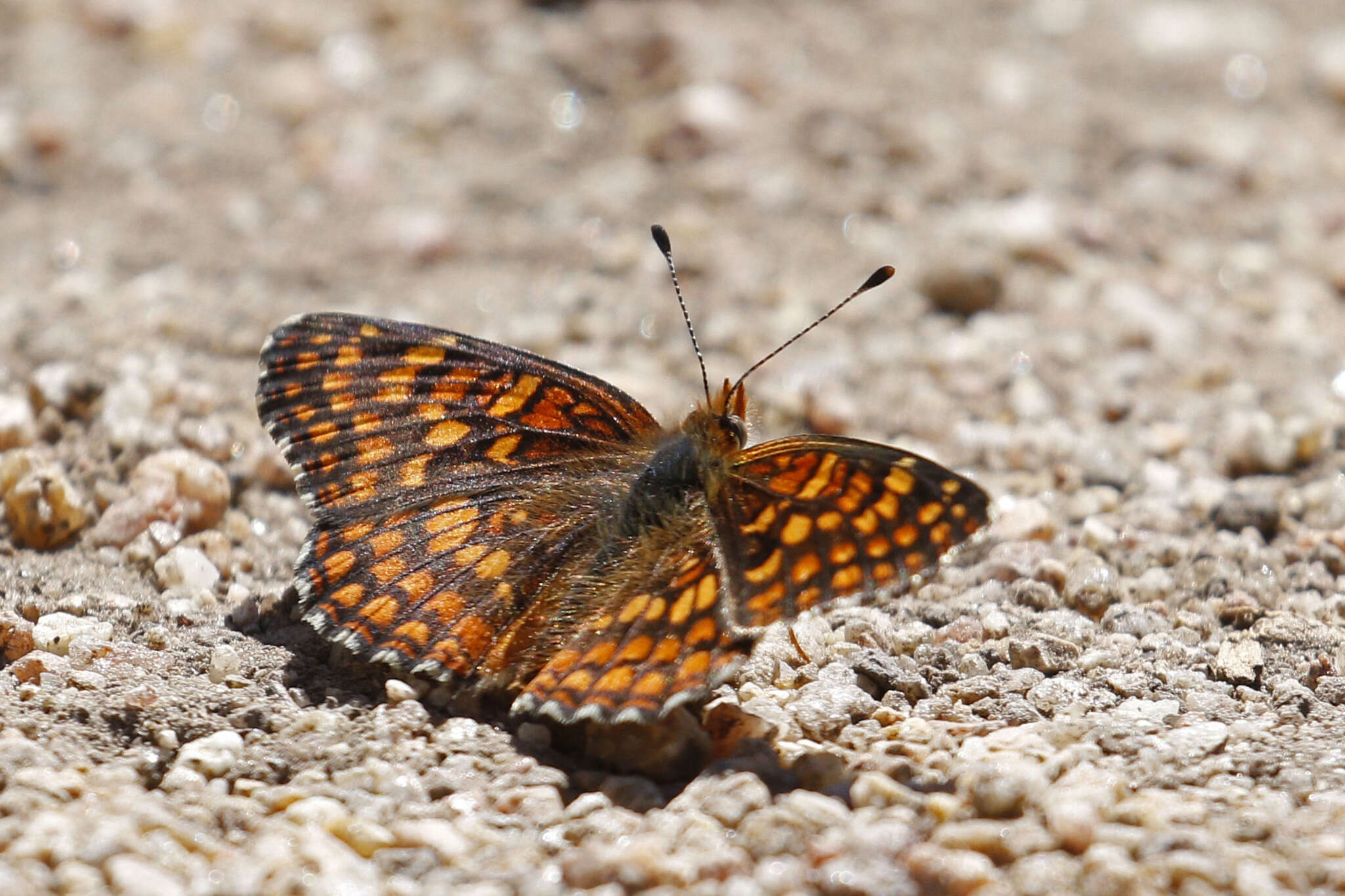 Image of Gabb's Checkerspot