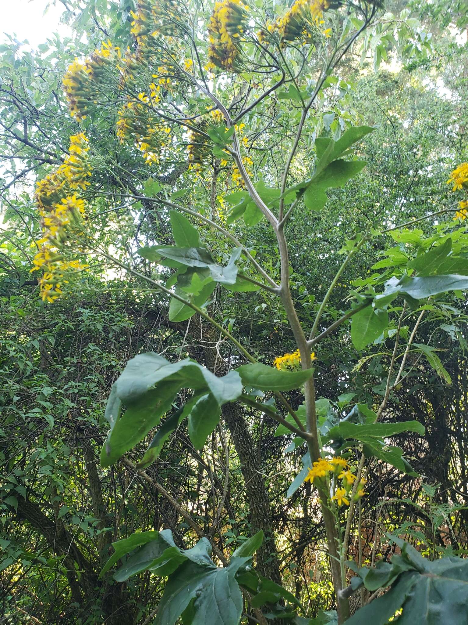 Image of Roldana heracleifolia (Hemsl) H. Rob. & Brettell