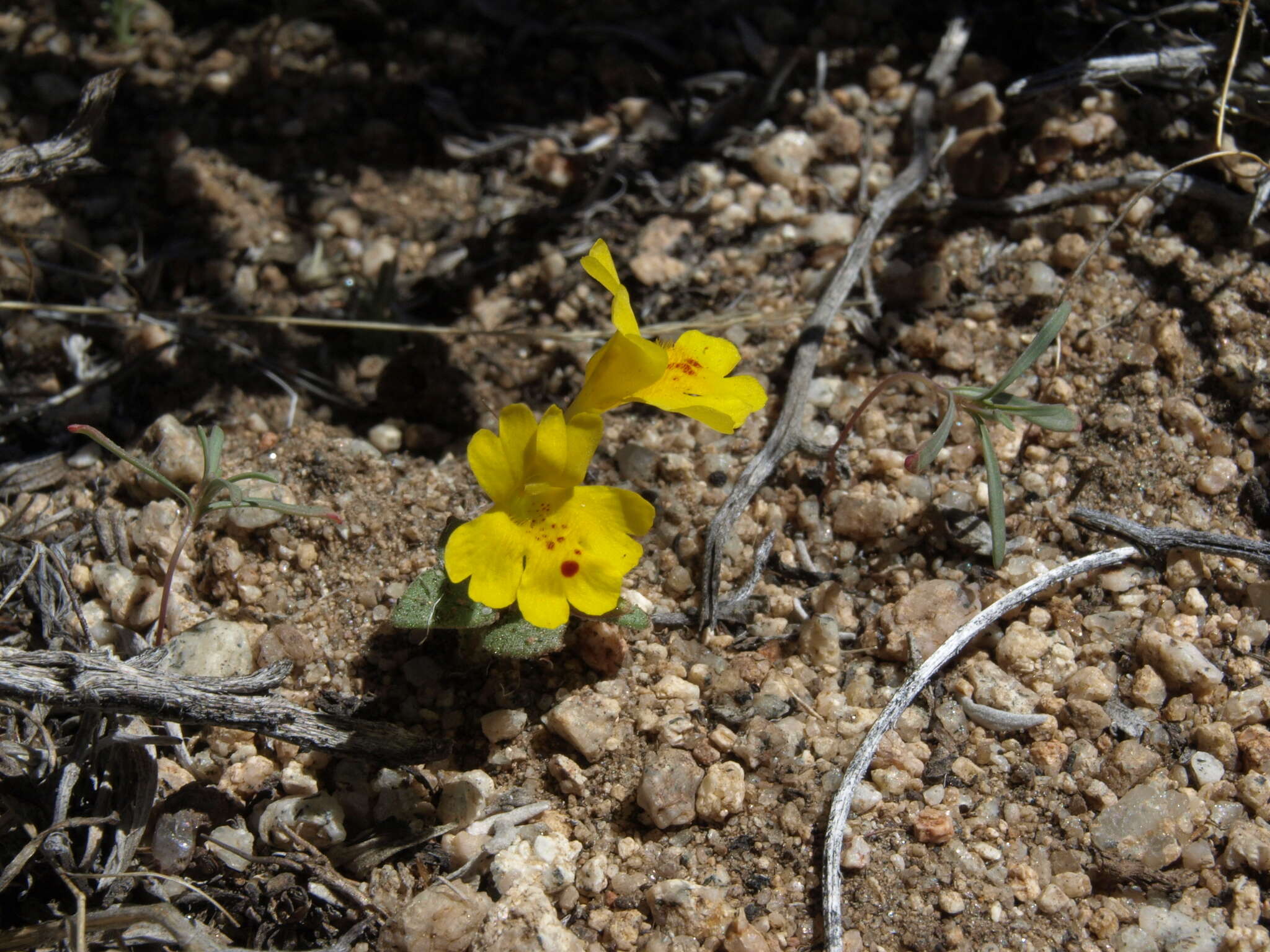 صورة Erythranthe carsonensis N. S. Fraga