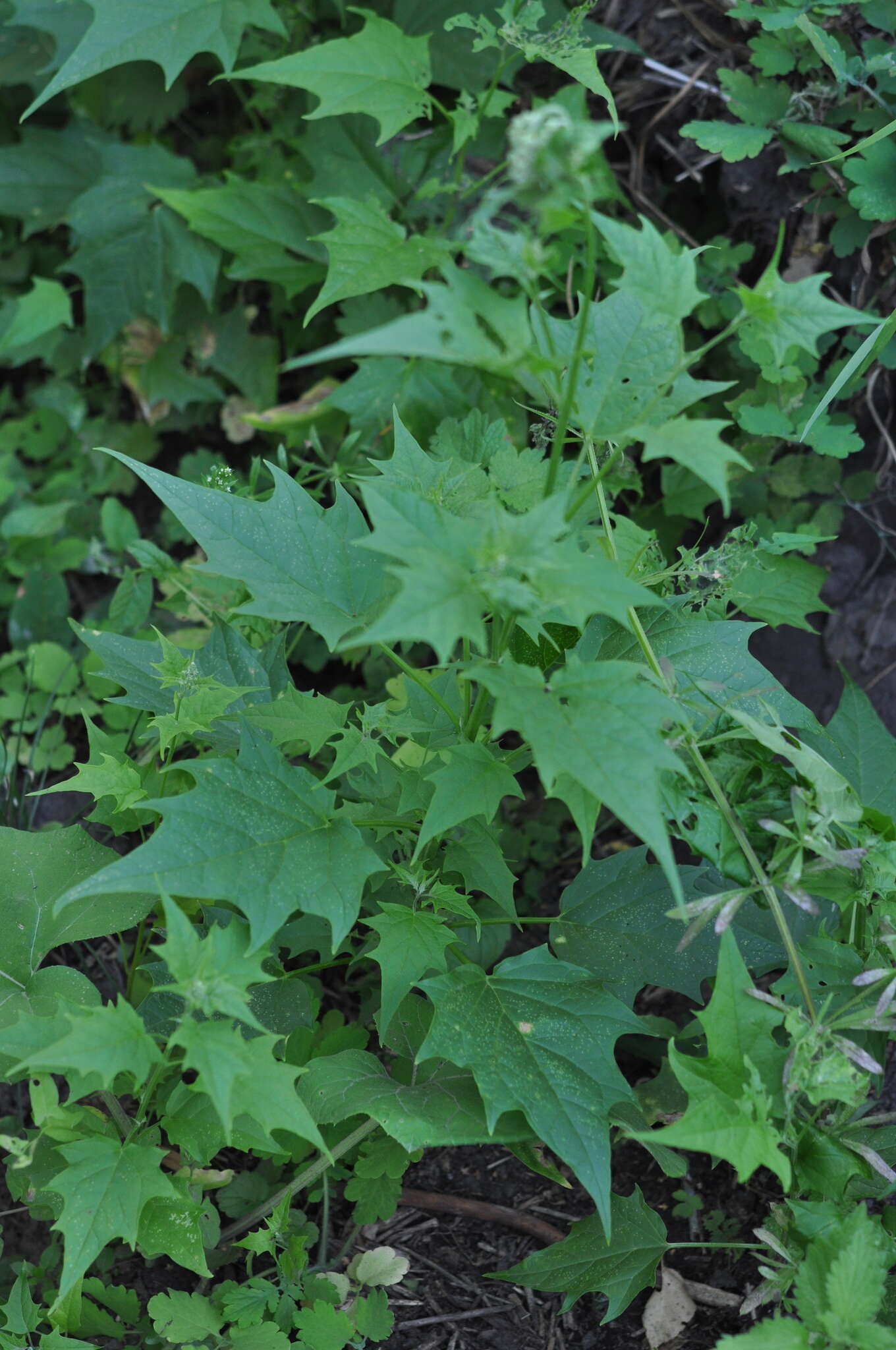 Image de Chenopodiastrum hybridum (L.) S. Fuentes, Uotila & Borsch