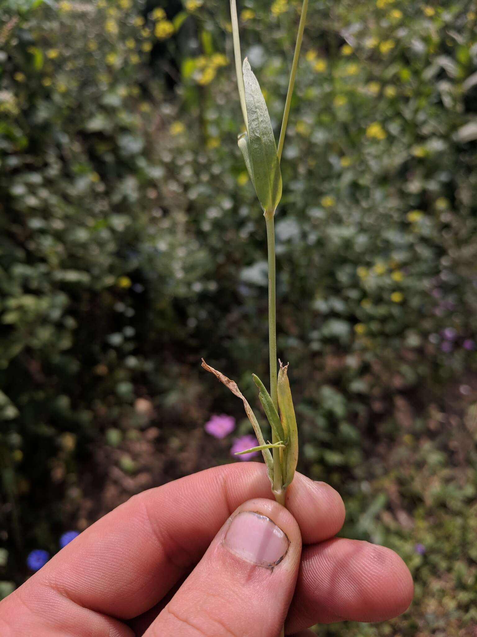 Слика од Gypsophila elegans M. Bieb.