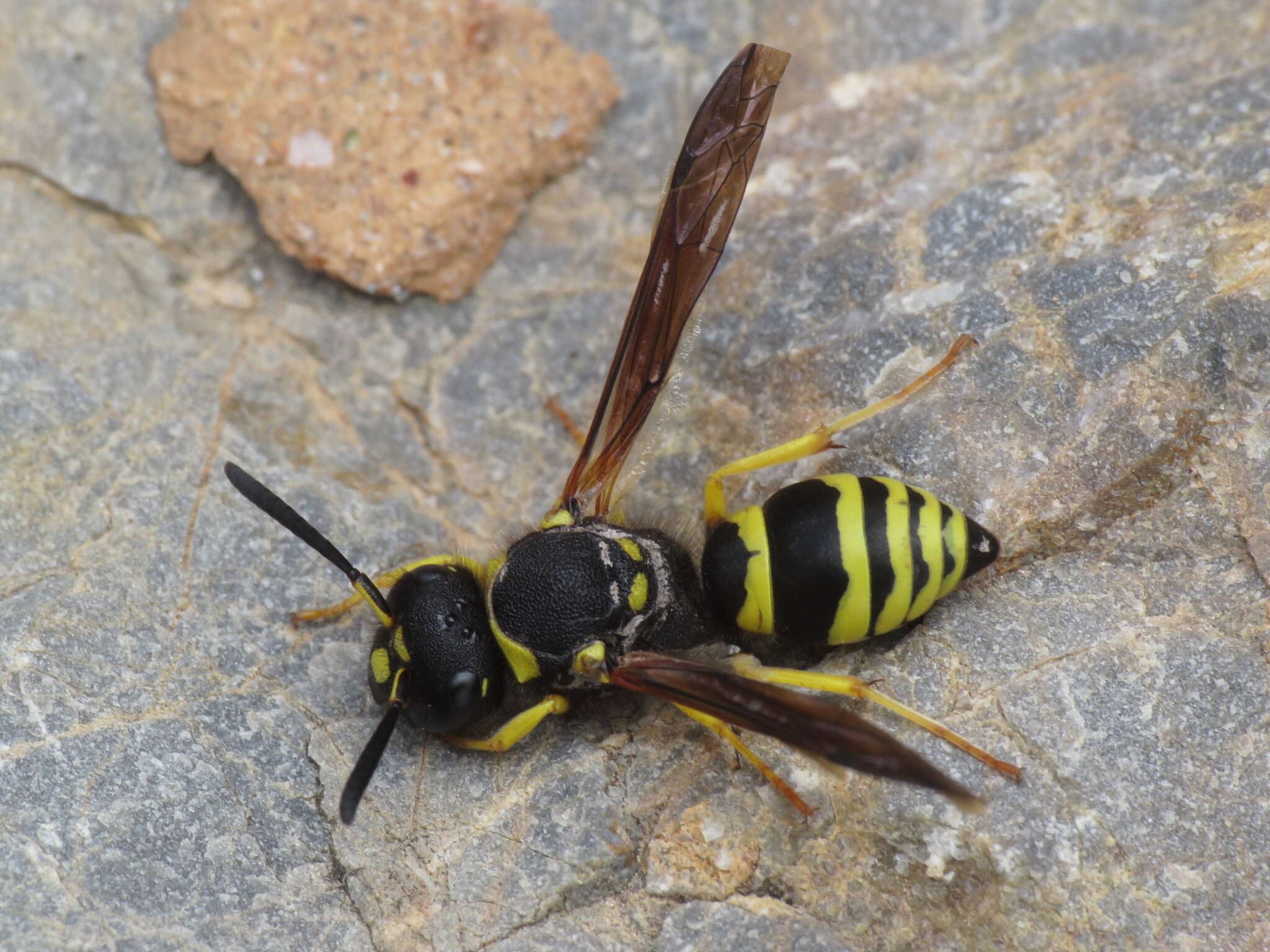 Image de Odynerus consobrinus Dufour 1839